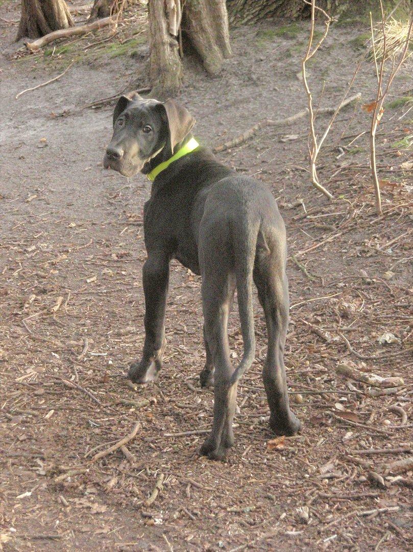 Grand danois Baloo - Skovtur i solskin! 3 måneder gammel. billede 5