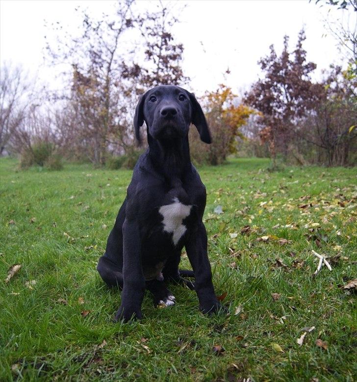 Grand danois Baloo - 13 uger gammel. billede 6