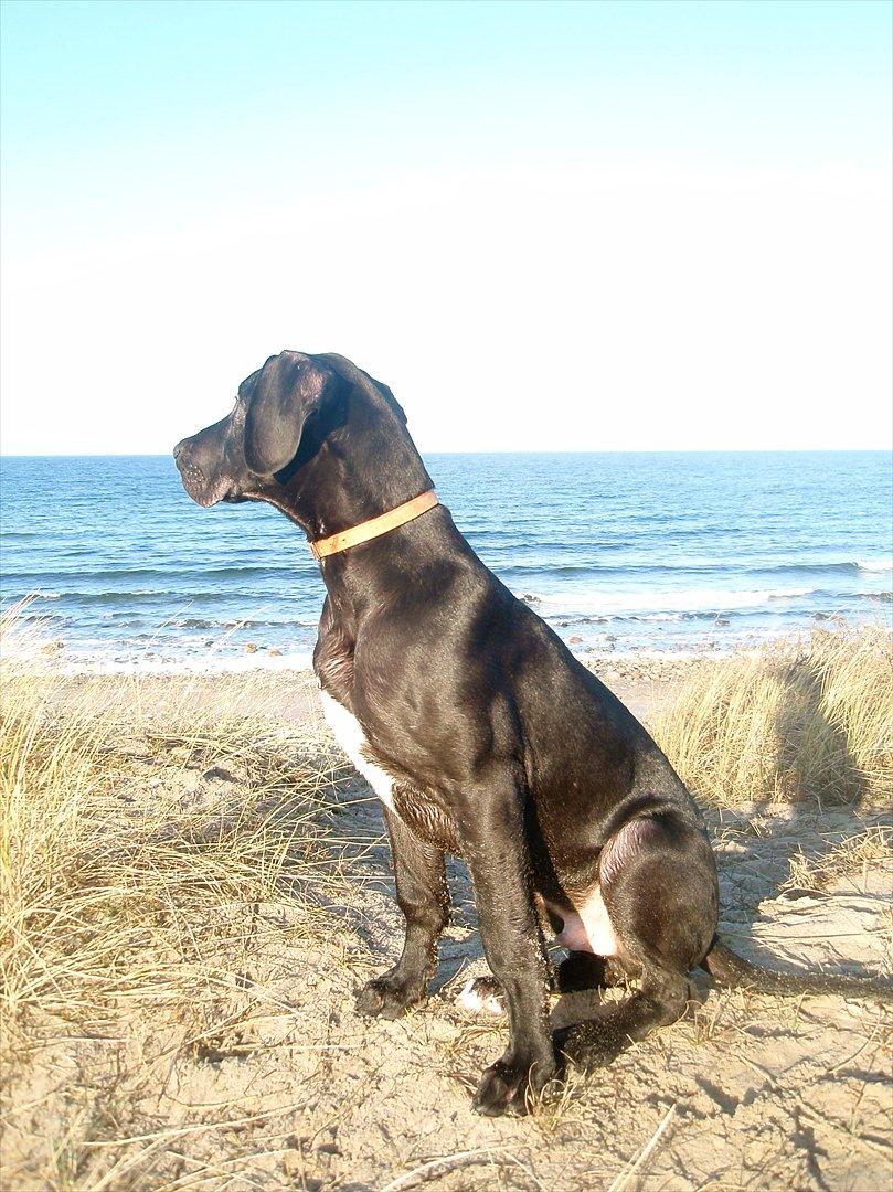 Grand danois Baloo - Skøn dag på stranden i dejligt vejr. 4 måneder gammel. billede 7