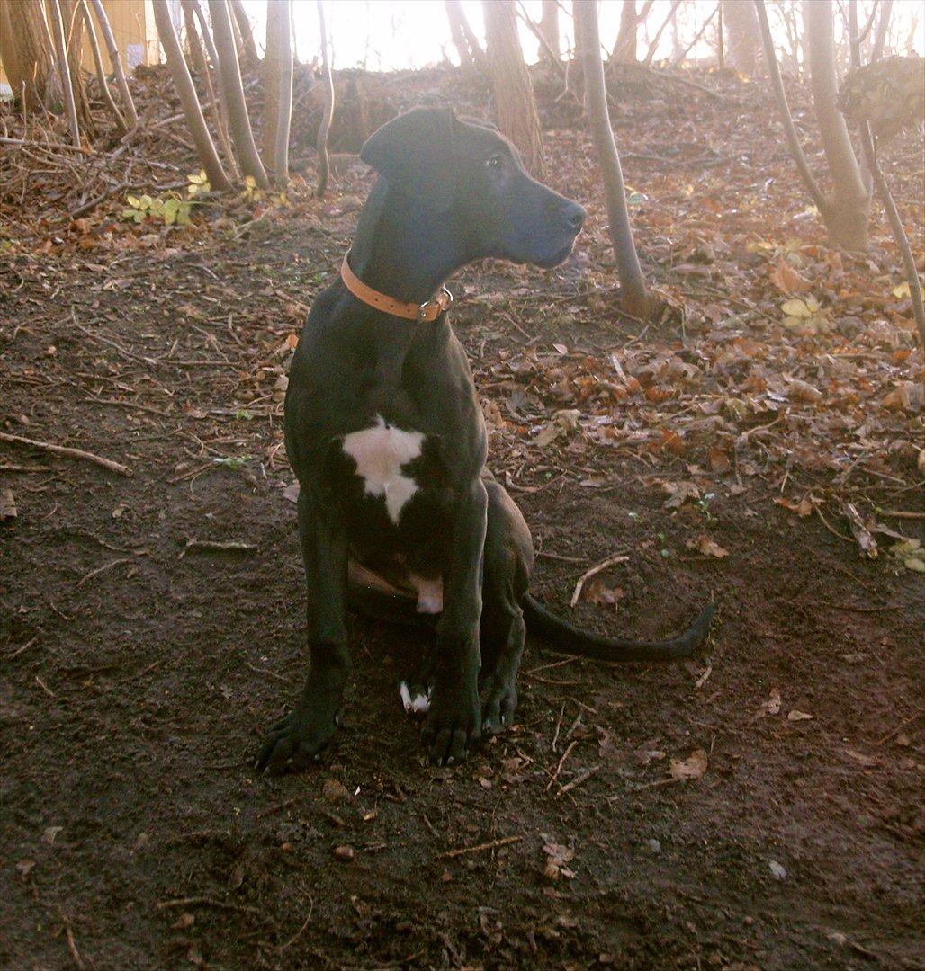 Grand danois Baloo - Den smukke dreng. 3 måneder gammel. billede 8