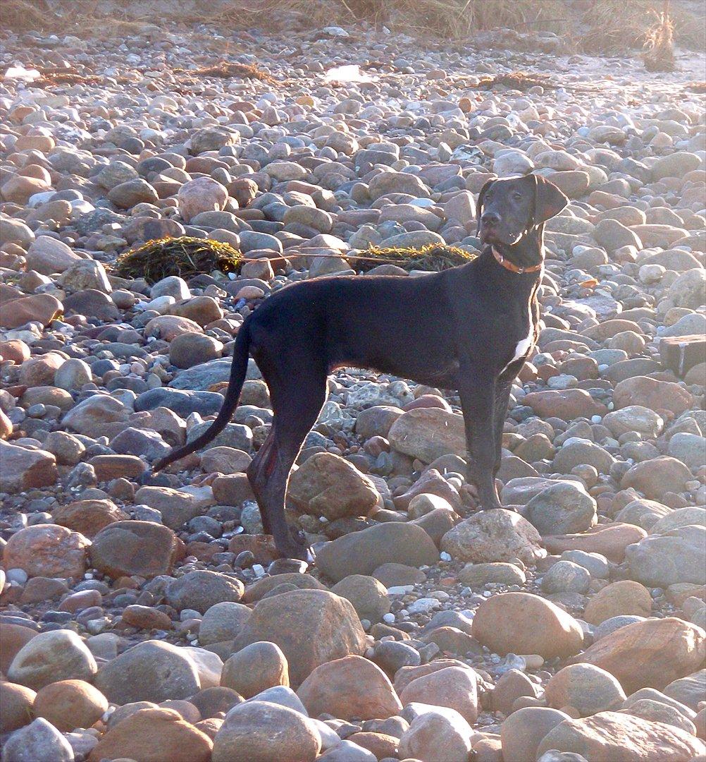 Grand danois Baloo - 4 måneder gammel. billede 9