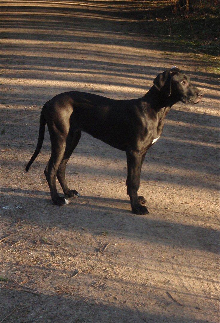 Grand danois Baloo - Sunshine. 4 måneder gammel. billede 10