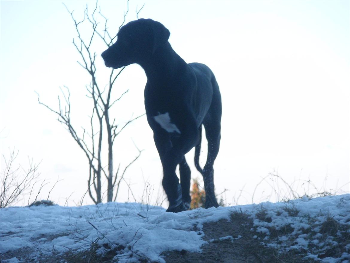 Grand danois Baloo - Foto-model i den smukke sne! 4 måneder gammel. billede 11