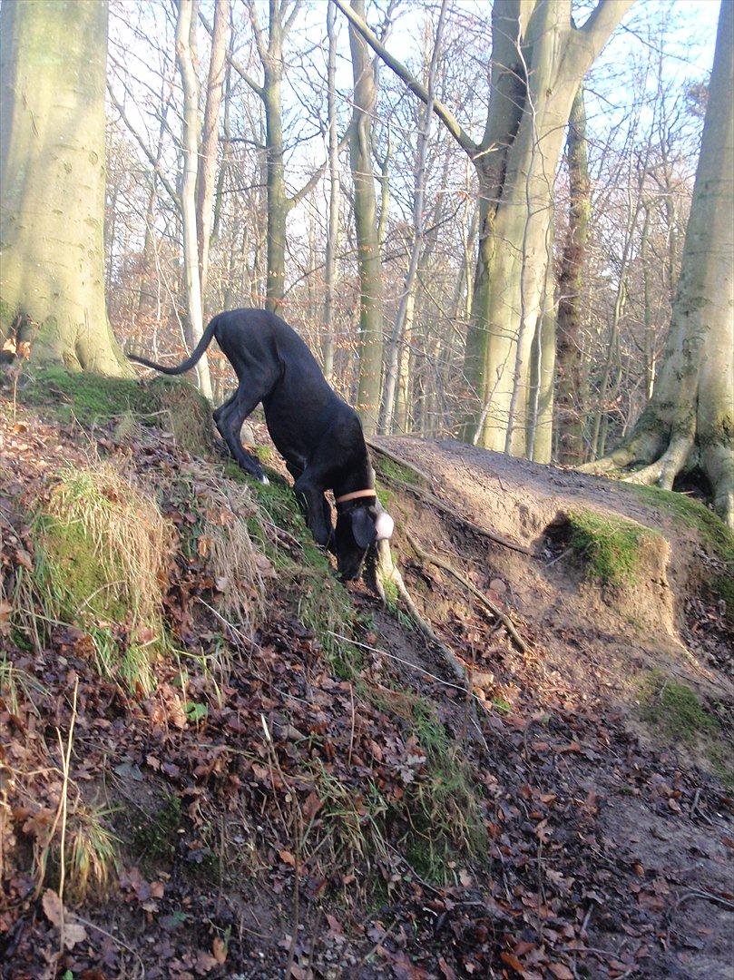 Grand danois Baloo - Baloo på bjergbestigning. 4 måneder gammel. billede 12