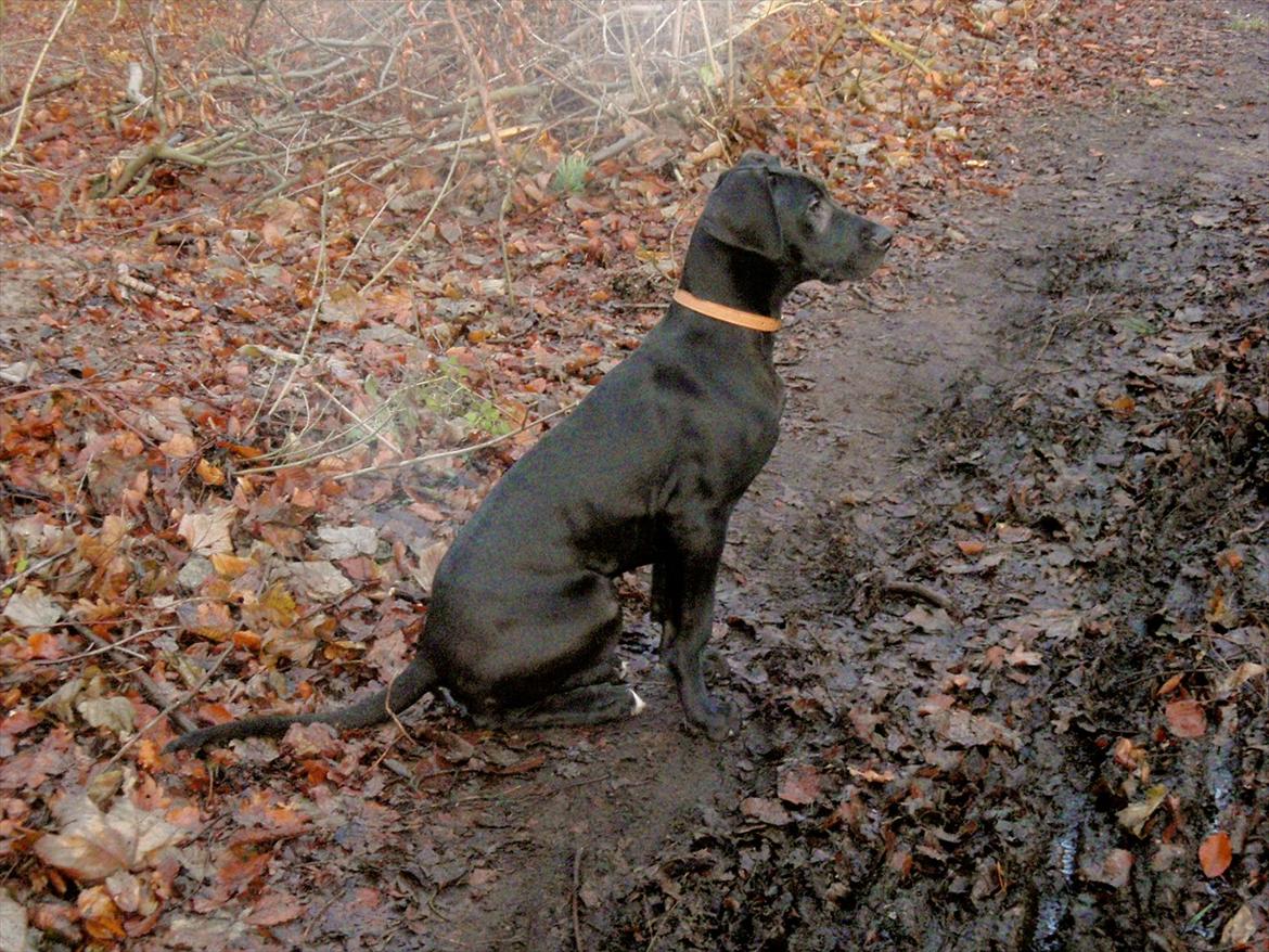 Grand danois Baloo - 4 måneder gammel. billede 13