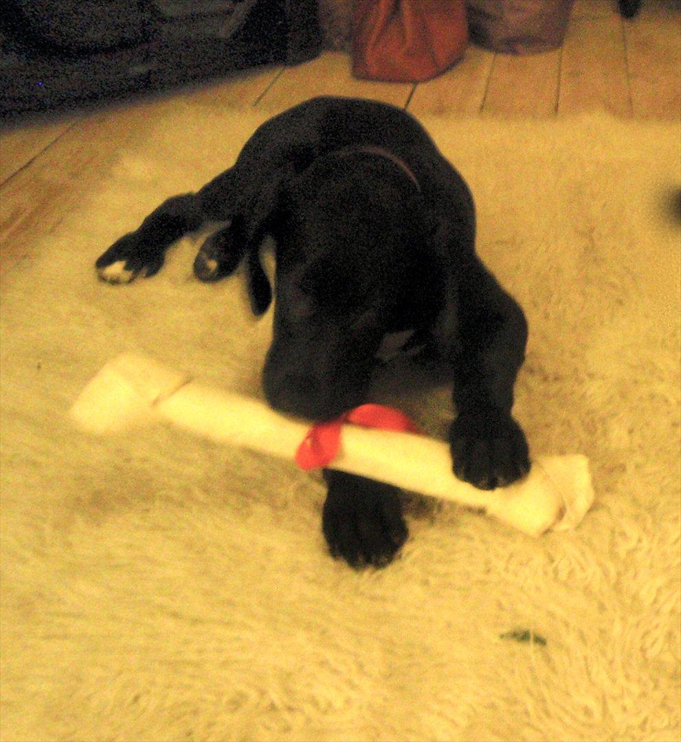 Grand danois Baloo - Baloo's første (og måske bedste) julegave. 3 måneder gammel. billede 14