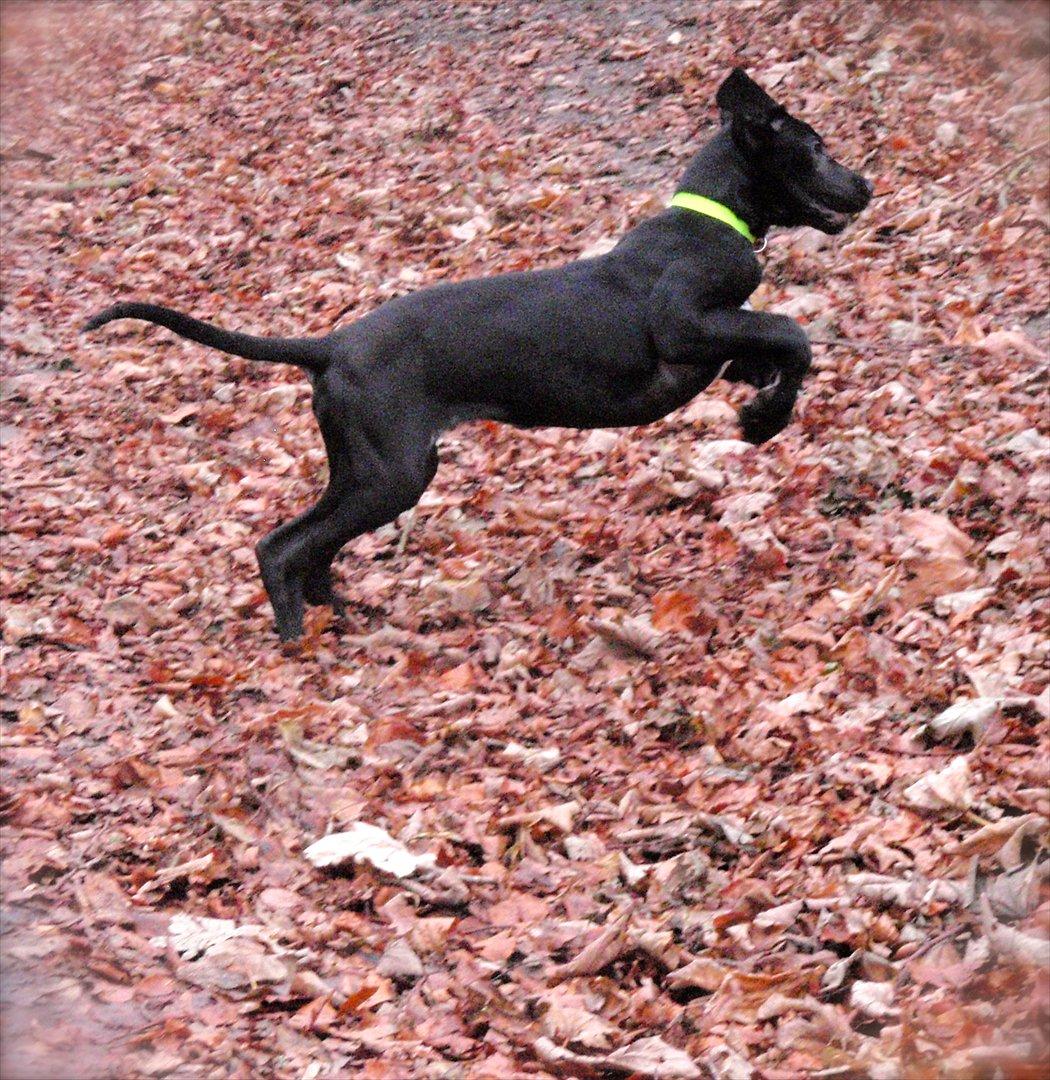 Grand danois Baloo - Baby-baloo, 3 måneder gammel. billede 15