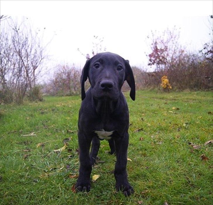 Grand danois Baloo - 13 uger gammel. billede 16