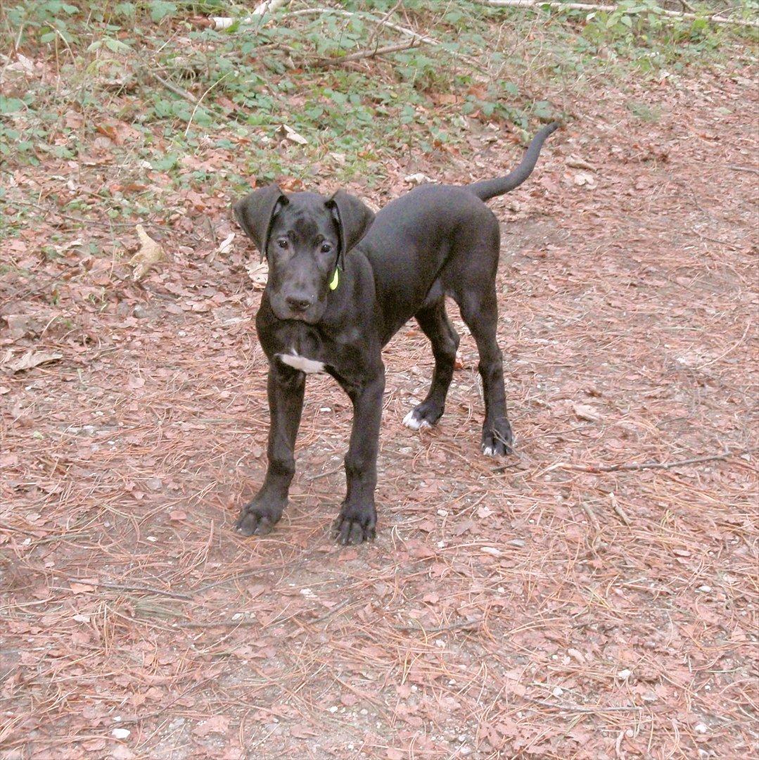 Grand danois Baloo - Den lille dreng. 2 måneder gammel. billede 17
