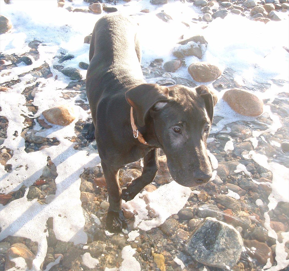 Grand danois Baloo - Første gang i vandet! 3 måneder gammel. billede 18