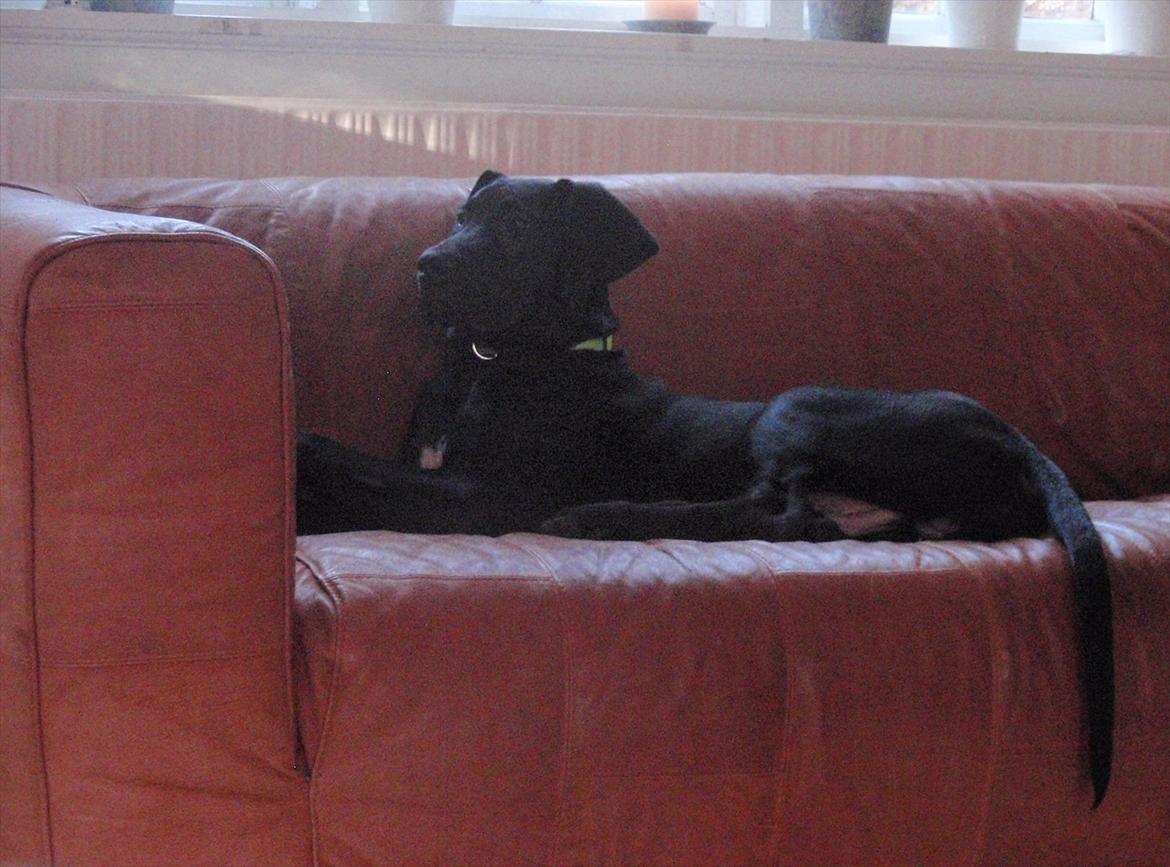 Grand danois Baloo - Slapper den i sofaen! 2 måneder gammel. billede 19