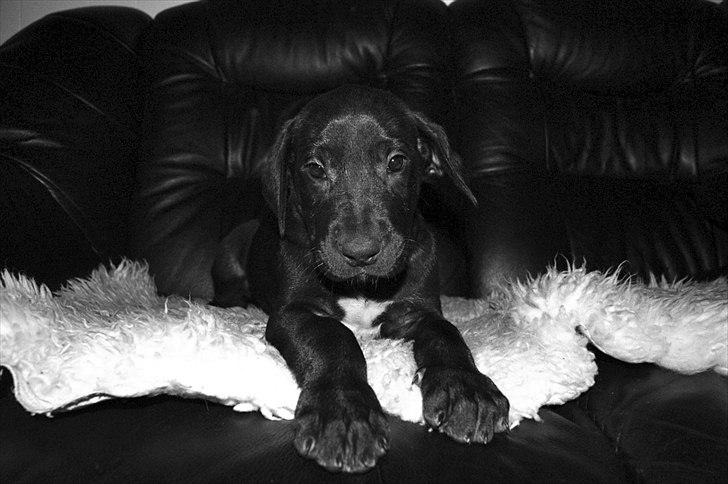 Grand danois Baloo - Baby-baloo, 5 uger gammel. billede 20