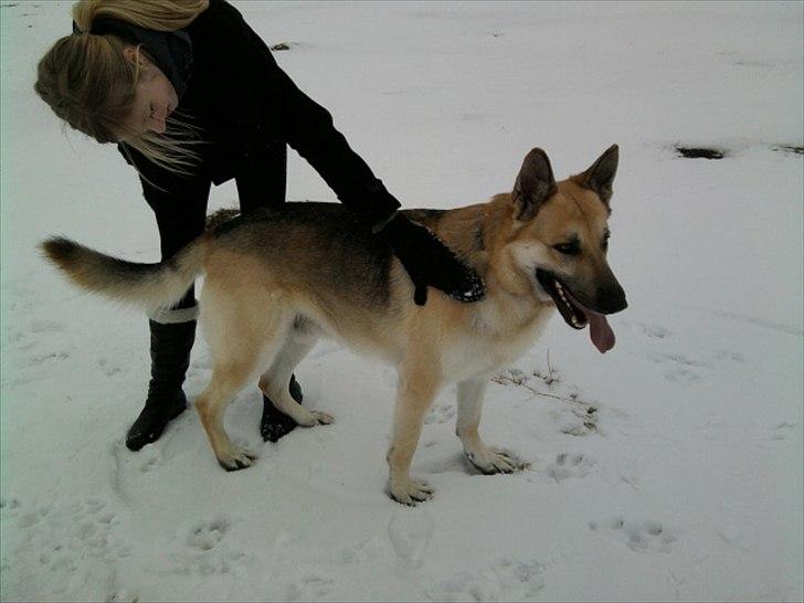 Schæferhund Kenzo billede 16