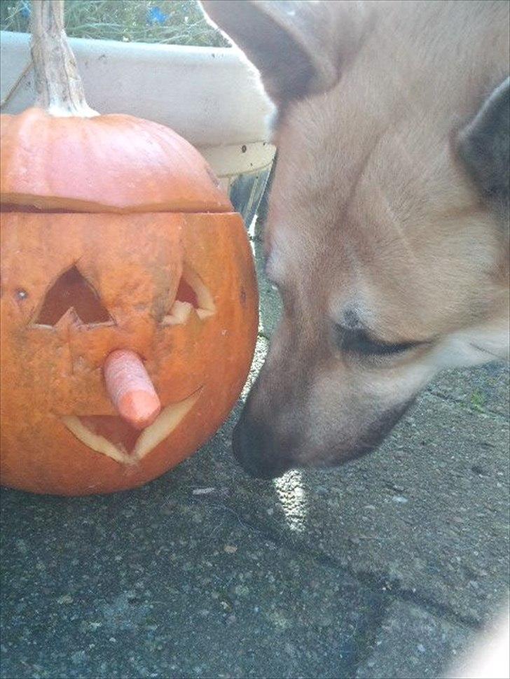 Schæferhund Kenzo - Min datters fine græskar. Ja han åd guleroden ,da vi vente ryggen til ham :O billede 17
