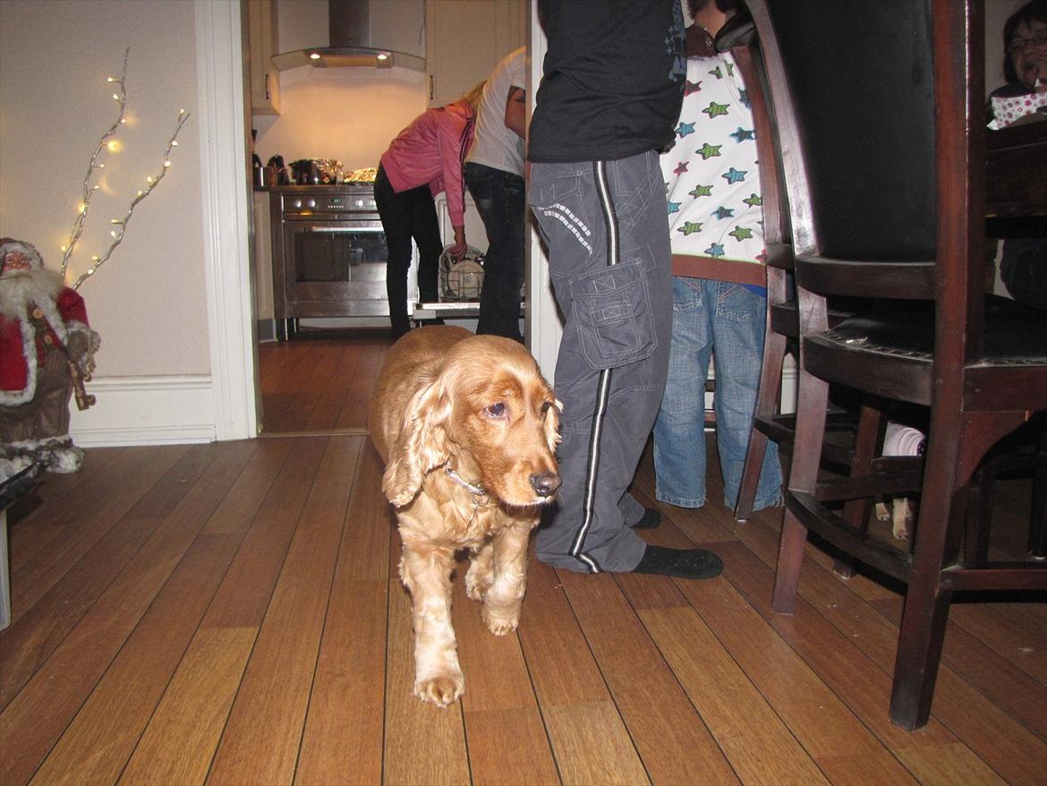 Cocker spaniel Molly Leicht billede 1