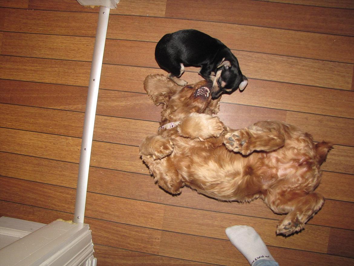 Cocker spaniel Molly Leicht billede 3