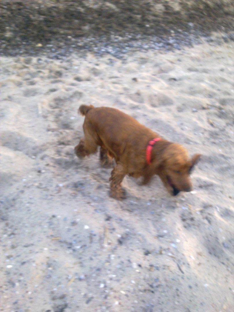 Cocker spaniel Molly Leicht billede 4