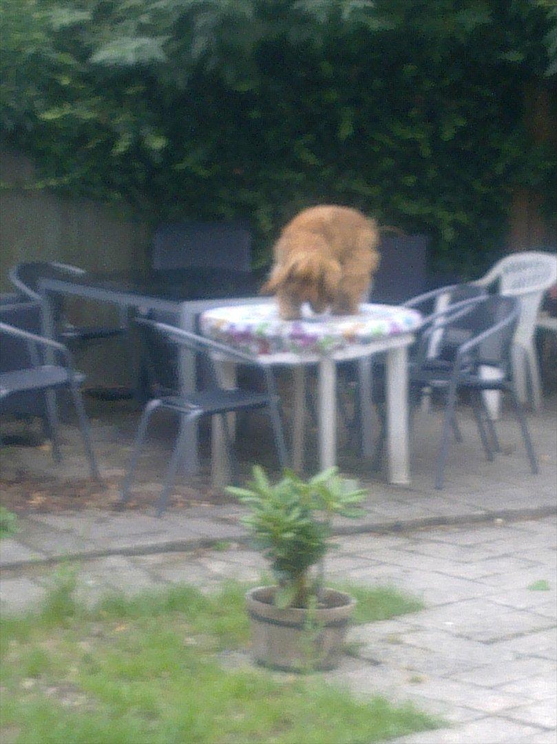 Cocker spaniel Molly Leicht billede 5