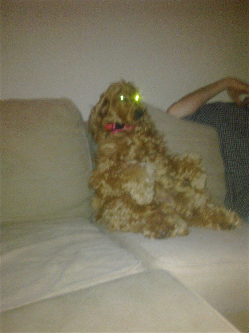 Cocker spaniel Molly Leicht billede 6