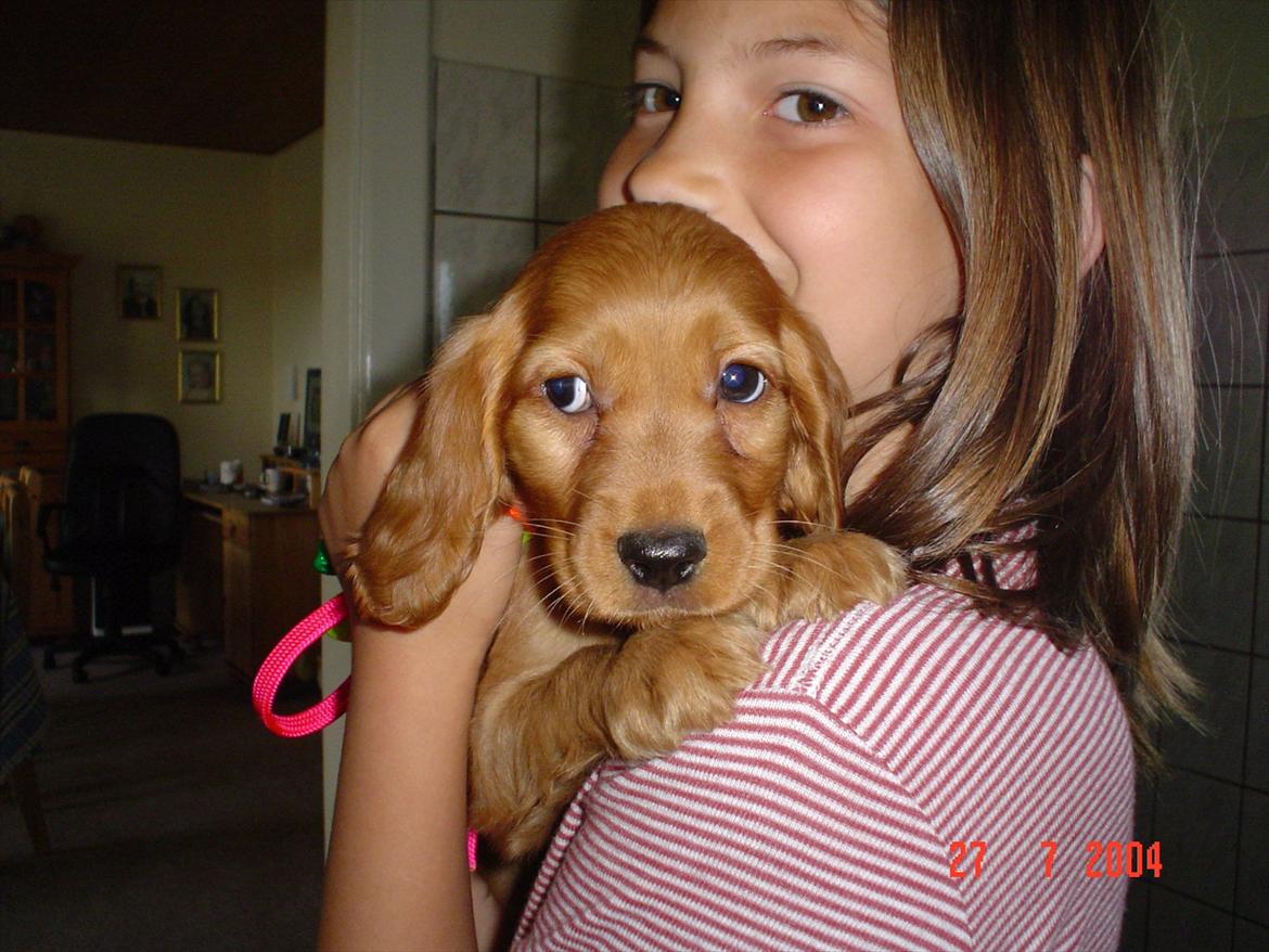 Cocker spaniel Molly Leicht - Molly som hvalp :) billede 7