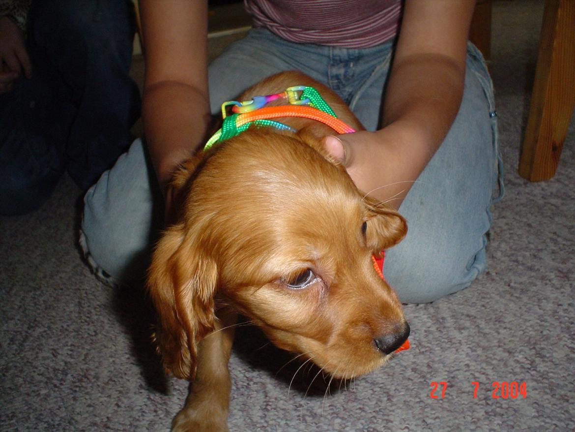 Cocker spaniel Molly Leicht - Molly som hvalp :) billede 8