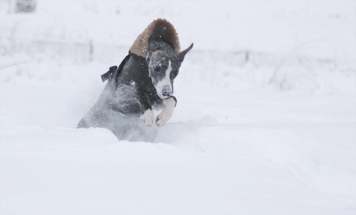 Whippet Anastasia - Januar 2012 billede 10