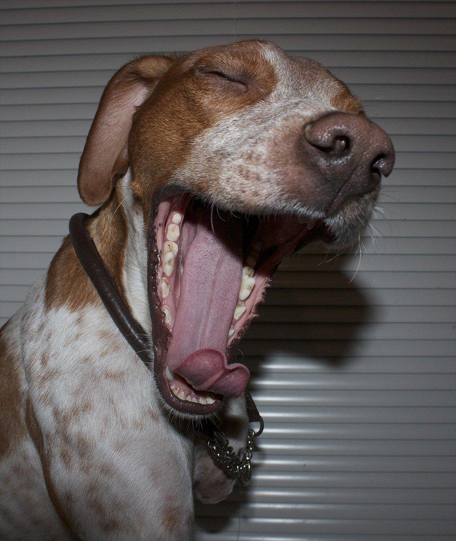 Blanding af racer Tazman - Januar 2012 billede 1