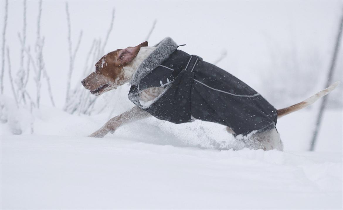 Blanding af racer Tazman - Januar 2012 billede 18