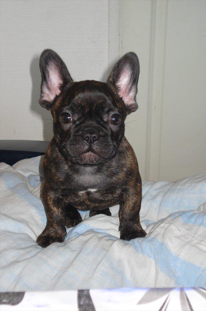 Fransk bulldog Kvistgaardens Little Miss Micha  billede 2