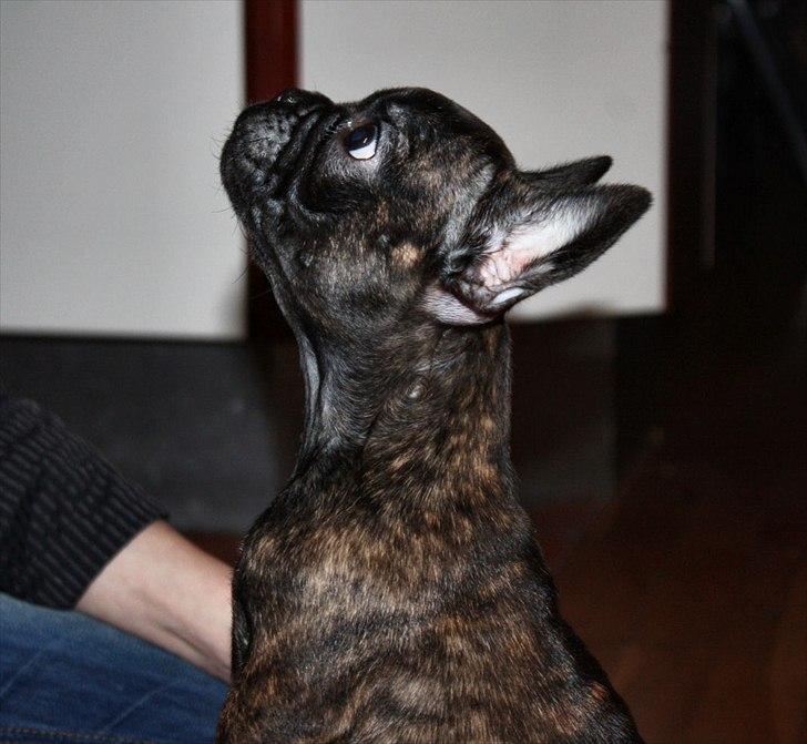 Fransk bulldog Kvistgaardens Little Miss Micha  billede 3