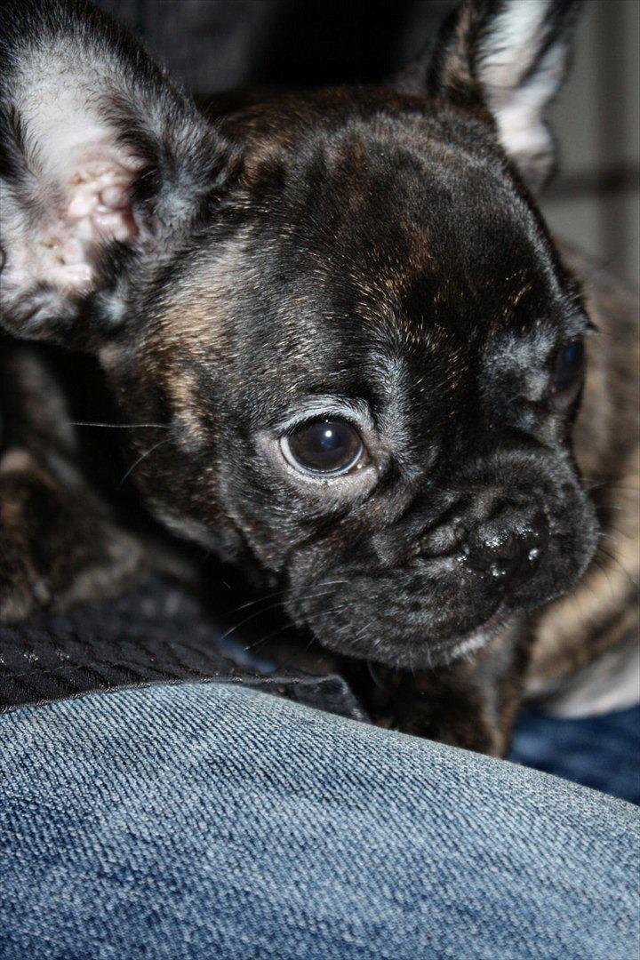 Fransk bulldog Kvistgaardens Little Miss Micha  billede 4