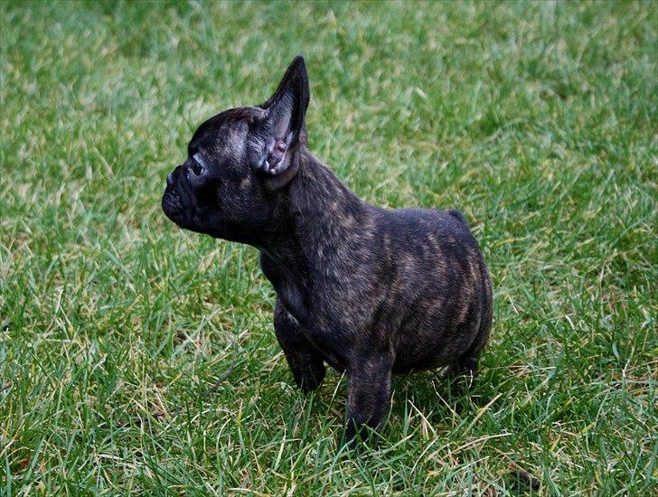 Fransk bulldog Kvistgaardens Little Miss Micha  billede 6
