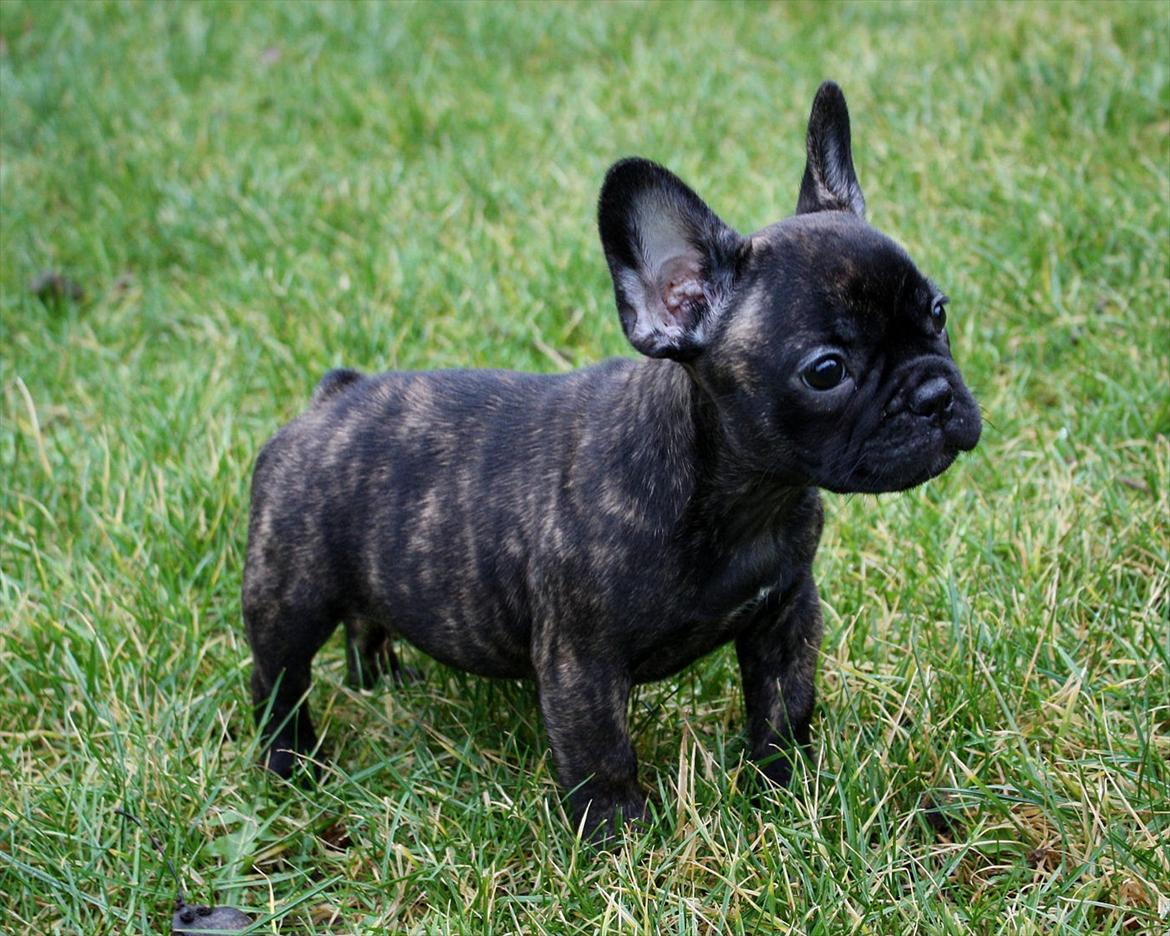 Fransk bulldog Kvistgaardens Little Miss Micha  billede 1