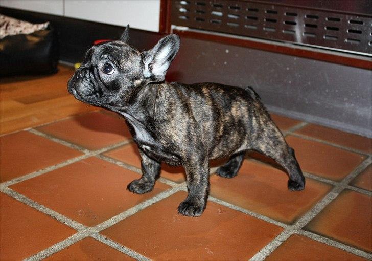 Fransk bulldog Kvistgaardens Little Miss Micha  billede 7