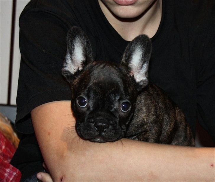 Fransk bulldog Kvistgaardens Little Miss Micha  billede 8