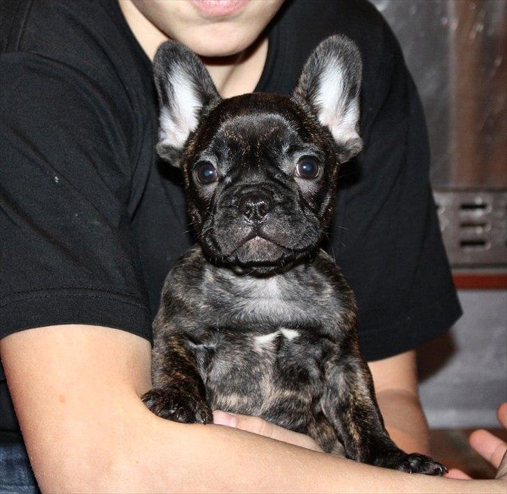 Fransk bulldog Kvistgaardens Little Miss Micha  billede 9