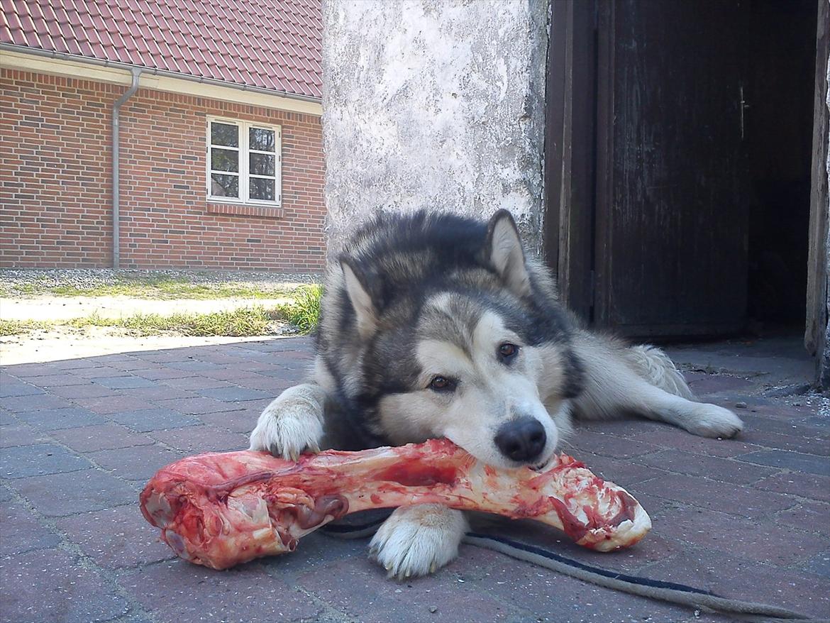 Alaskan malamute Ricky - Mmmm kødben. 3 år gammel billede 37