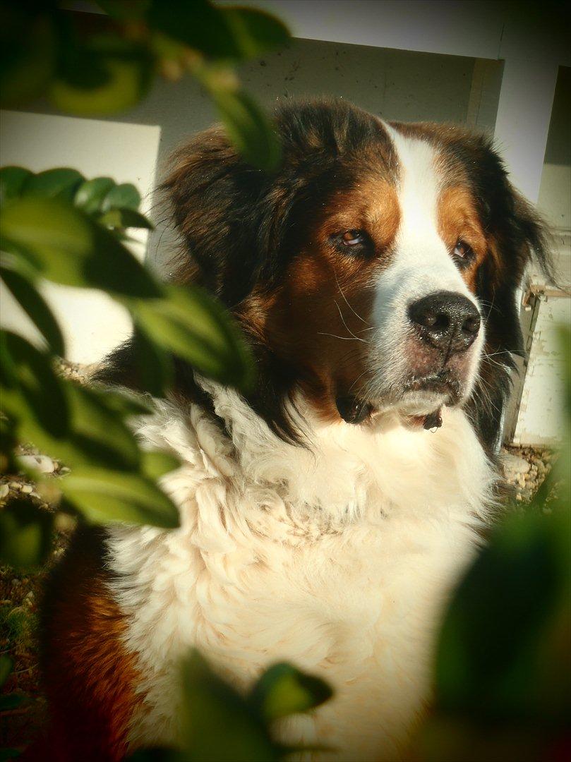 Blanding af racer Sofus R.I.P sept 2014 billede 9