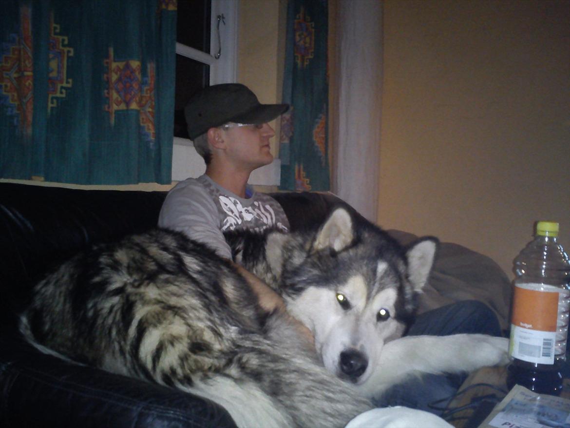 Alaskan malamute Ricky - Det skal lige nævnes at min kæreste er en meget høj mand på lige knap 2 m. 4 år gammel billede 34