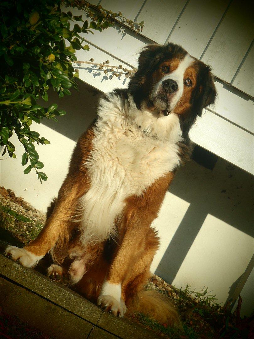 Blanding af racer Sofus R.I.P sept 2014 billede 10