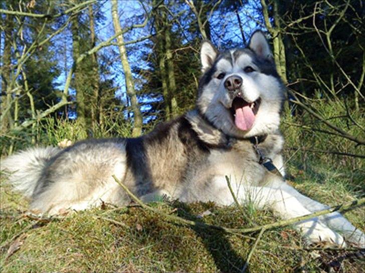 Alaskan malamute Ricky - 2 år gammel billede 36