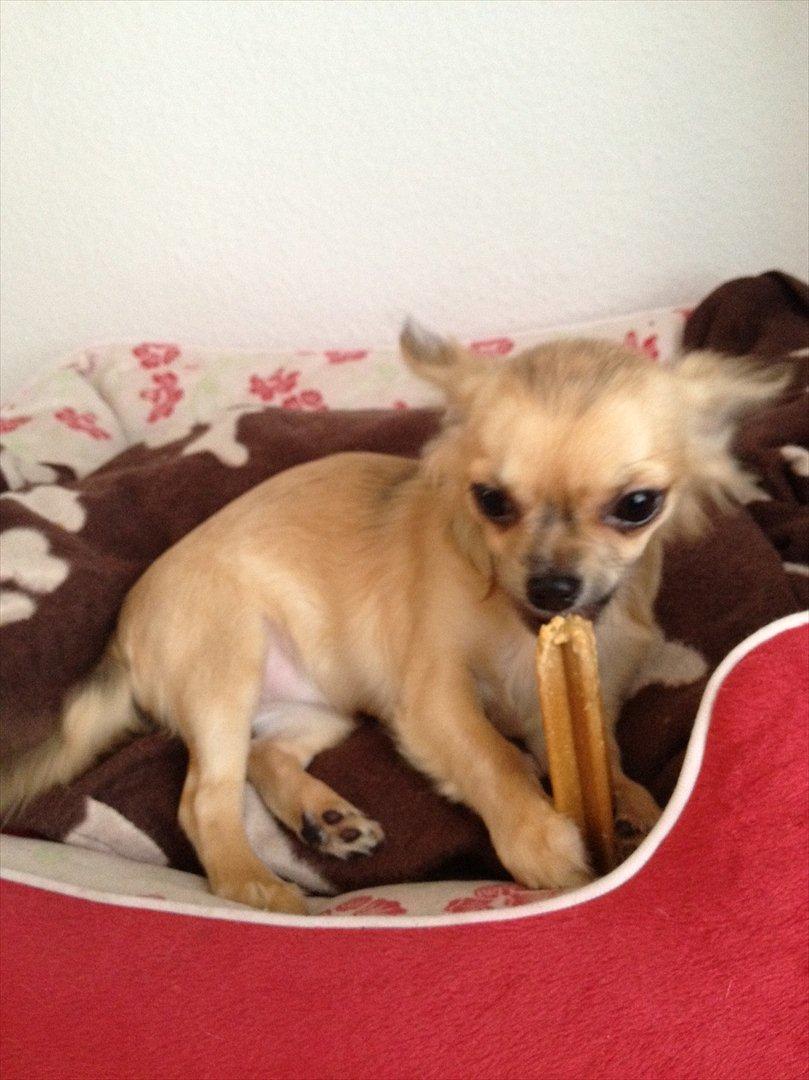 Chihuahua *Kira* - Her får jeg lige børstet tænder   billede 12