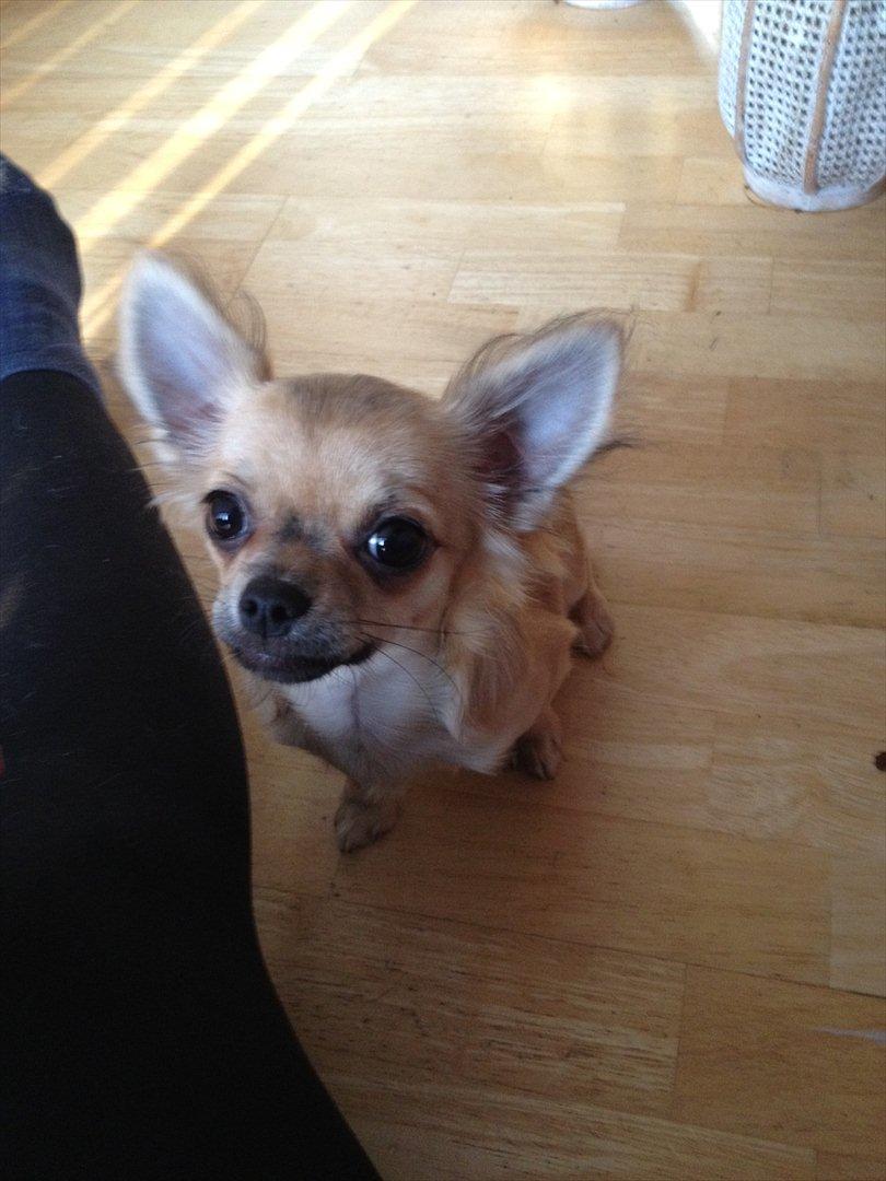 Chihuahua *Kira* billede 13