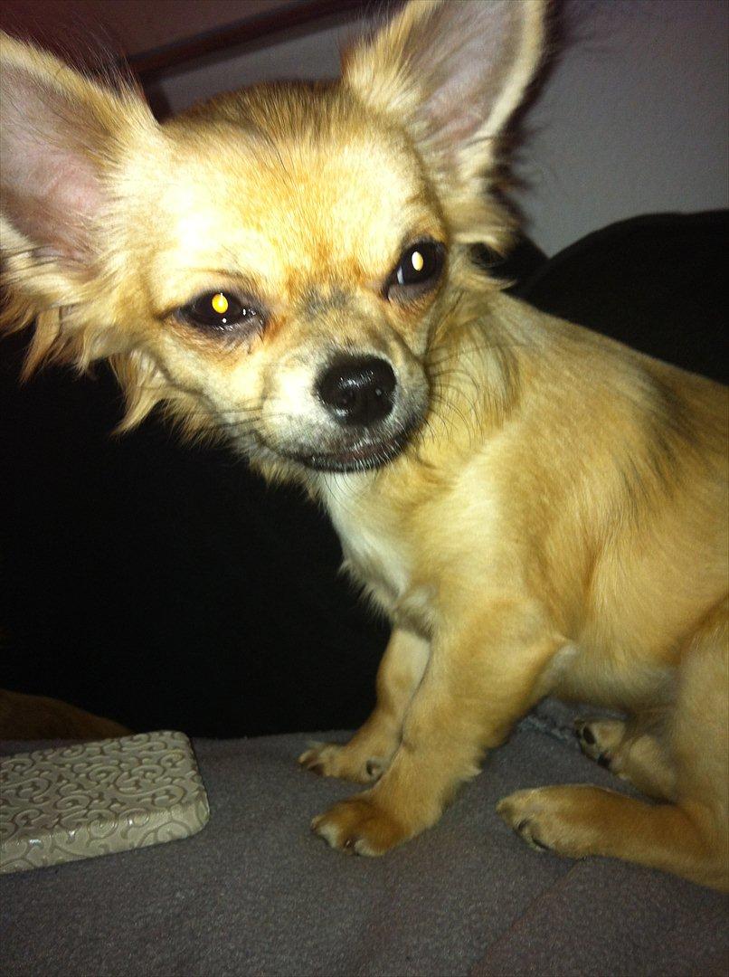 Chihuahua *Kira* billede 1