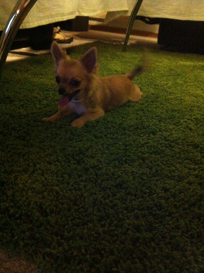 Chihuahua *Kira* billede 14