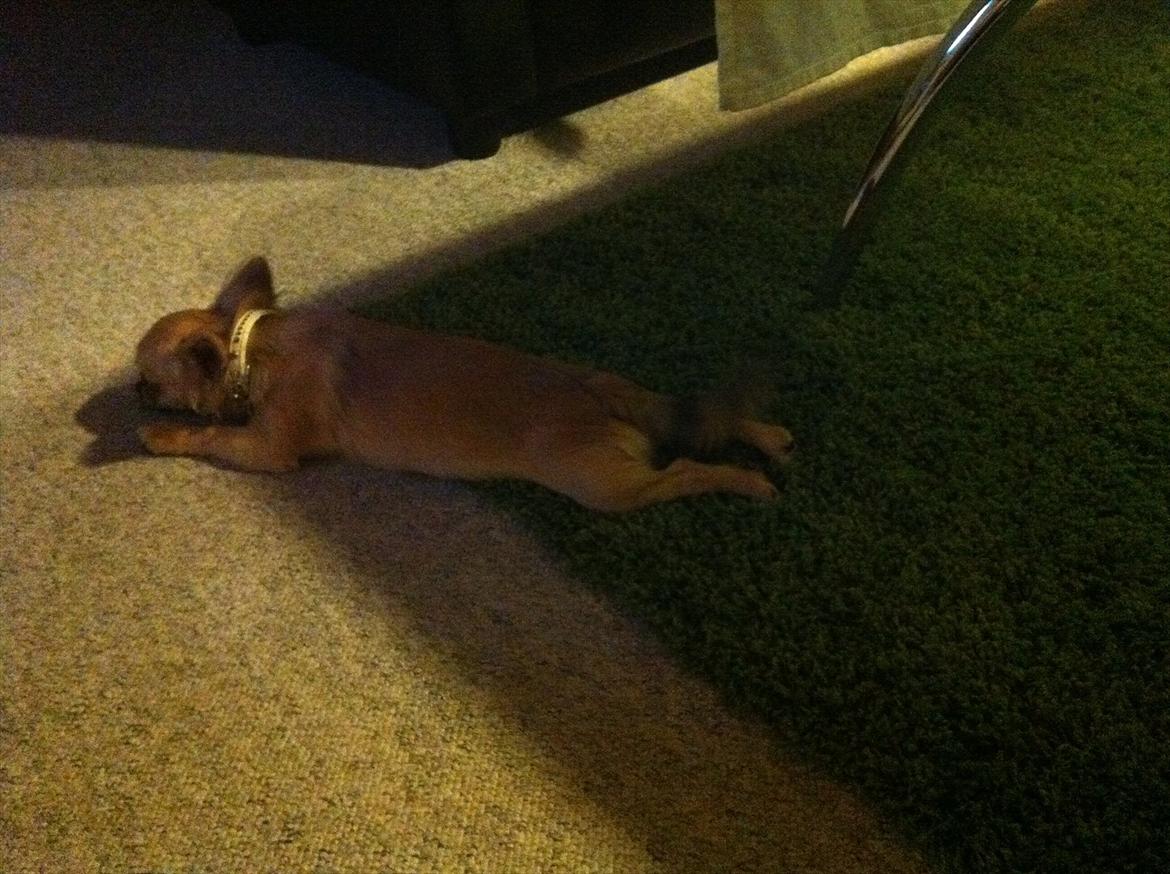 Chihuahua *Kira* billede 15