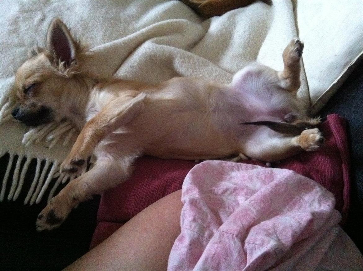 Chihuahua *Kira* billede 16