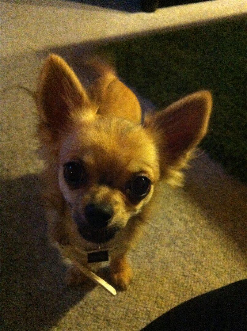 Chihuahua *Kira* billede 17