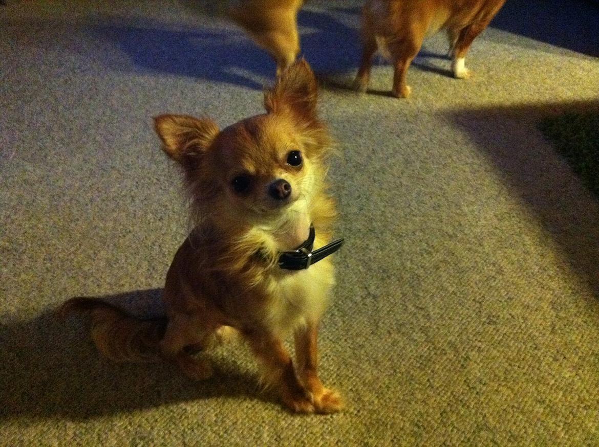 Chihuahua Loui (sir be magic)  - Året 2012 <3 billede 1