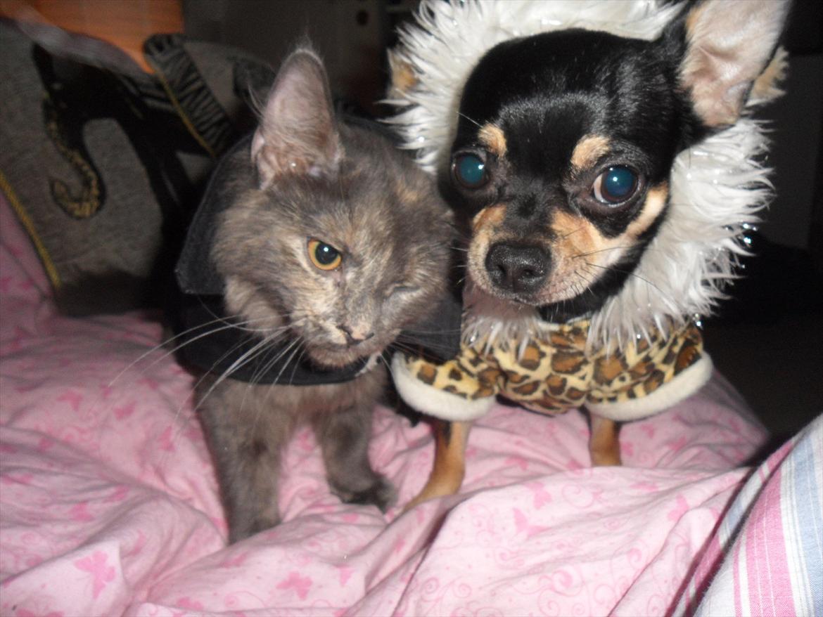 Blanding af racer Kessler billede 8